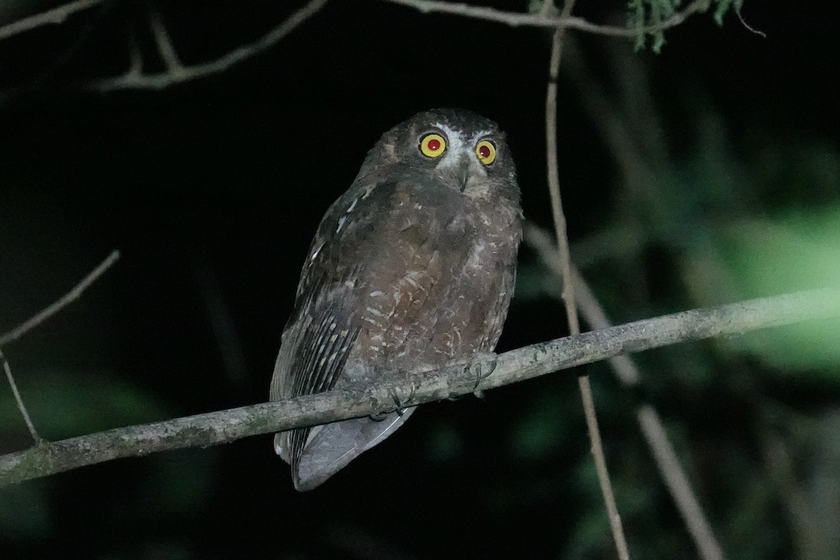 Enggano Scops-Owl - ML607059151