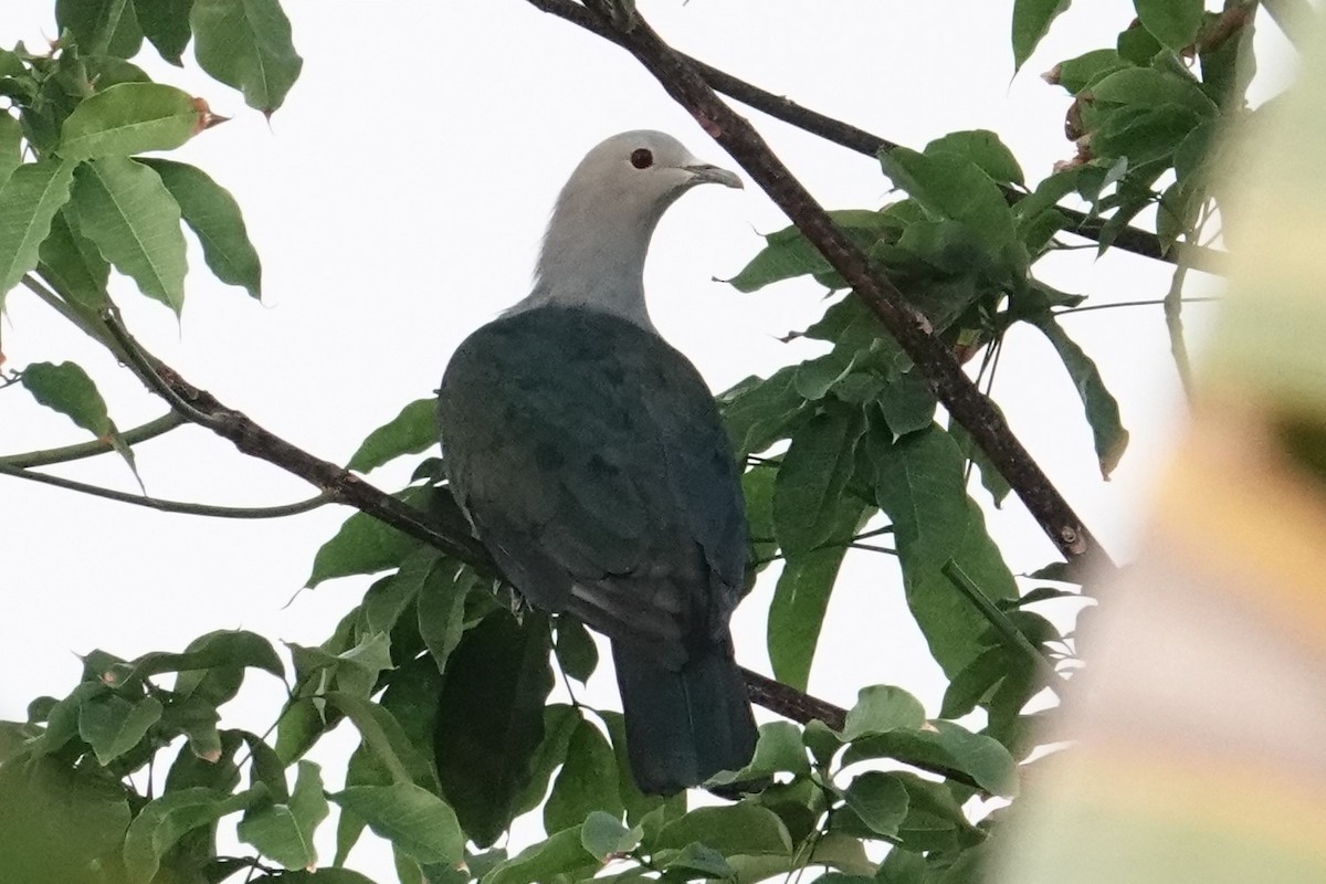 Enggano Imperial-Pigeon - ML607059371