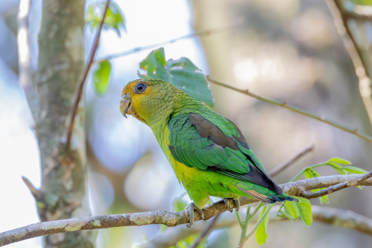 Golden-tailed Parrotlet - ML607060571