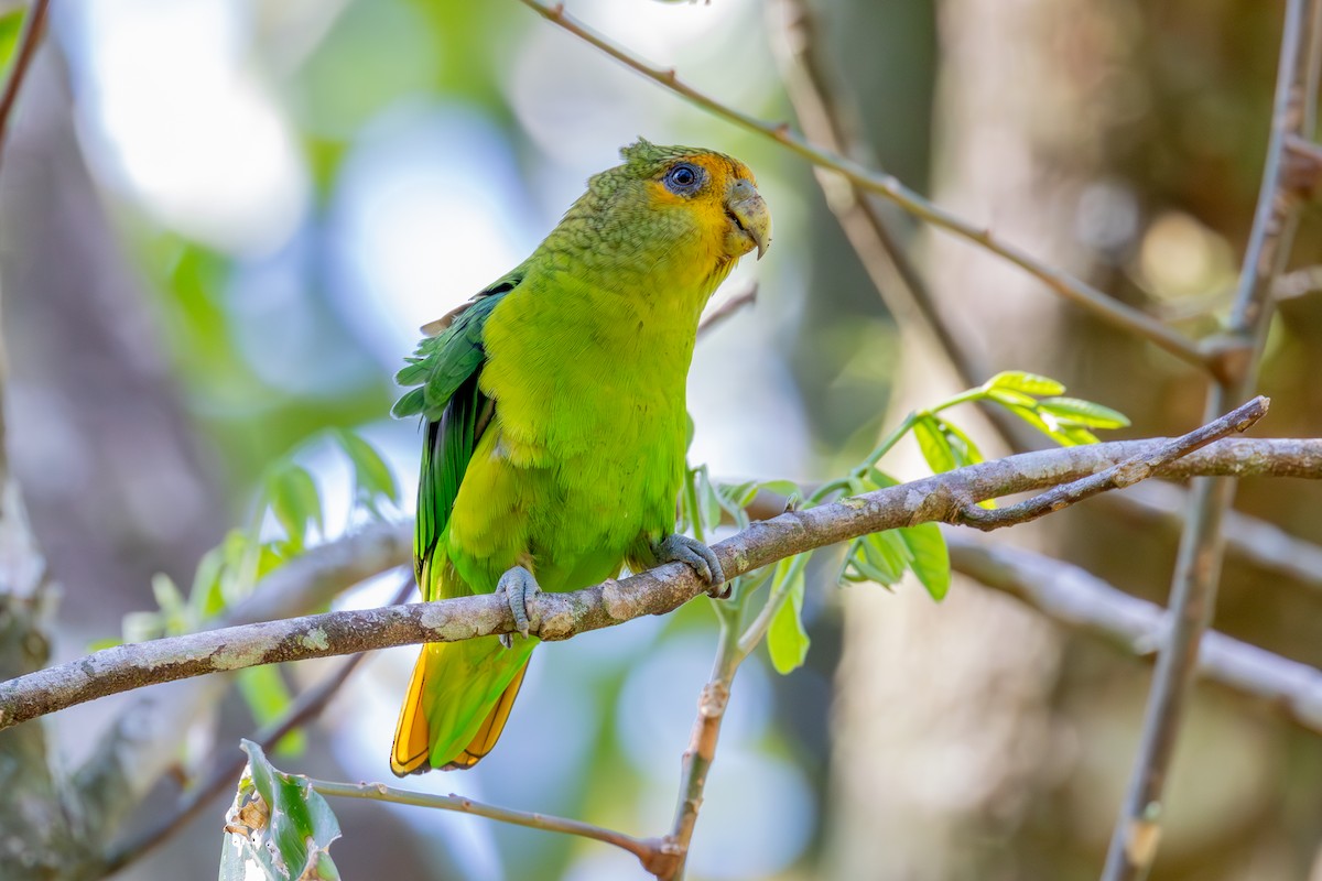 Golden-tailed Parrotlet - ML607060581