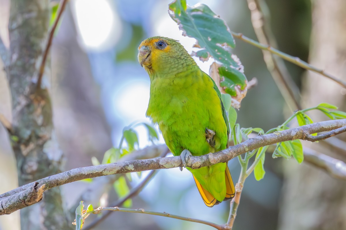 Golden-tailed Parrotlet - ML607060591
