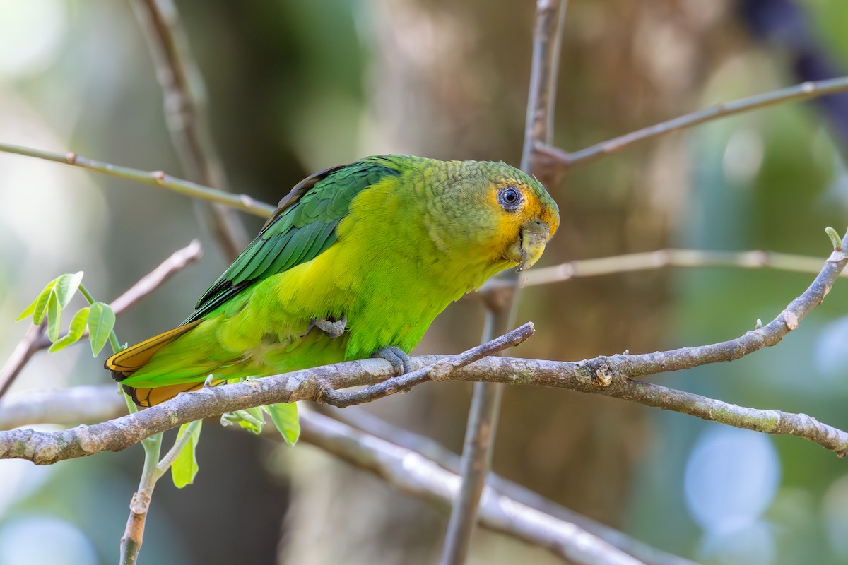 Golden-tailed Parrotlet - ML607060601