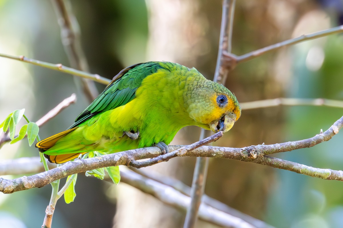 Golden-tailed Parrotlet - Gustavo Dallaqua