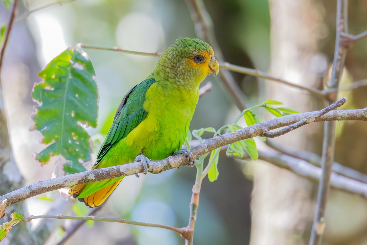 Golden-tailed Parrotlet - ML607060621