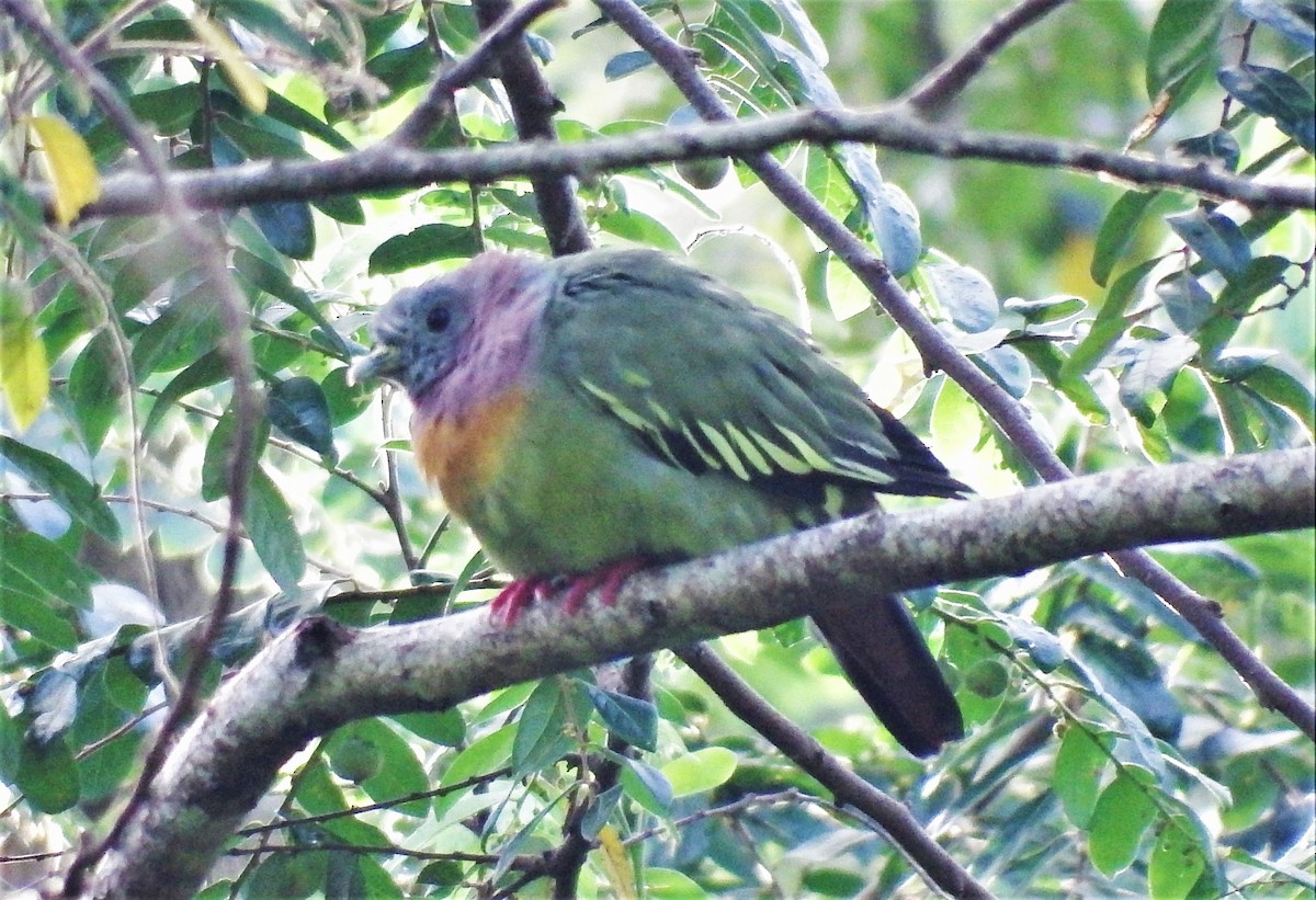 Pink-necked Green-Pigeon - Paula Haynes