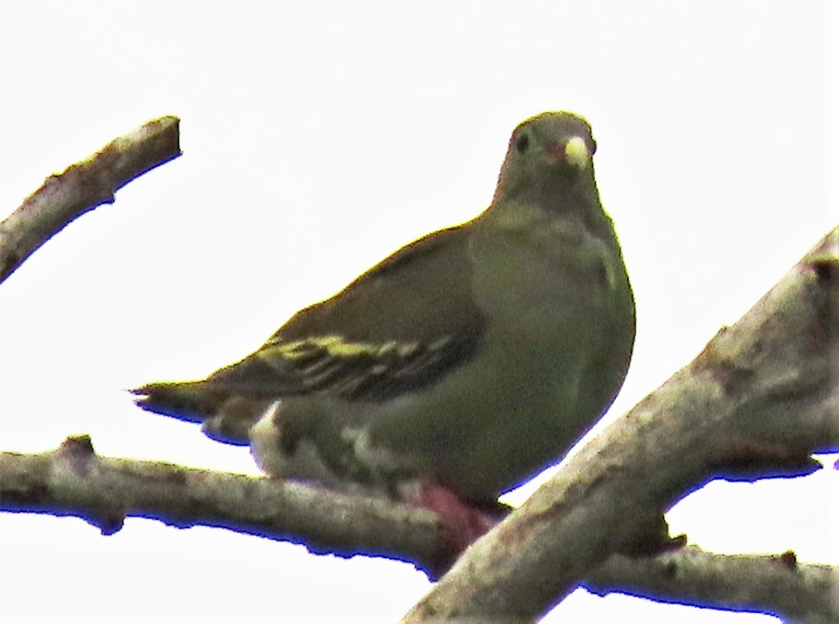 Thick-billed Green-Pigeon - ML607063941