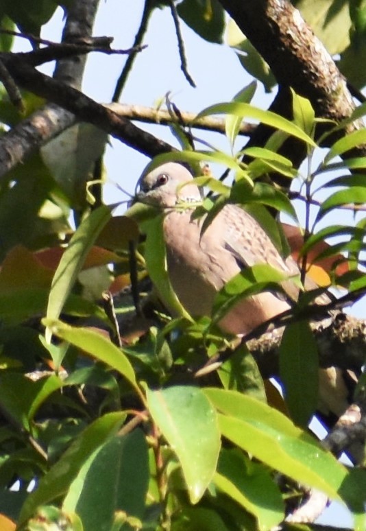 Spotted Dove - ML607064051
