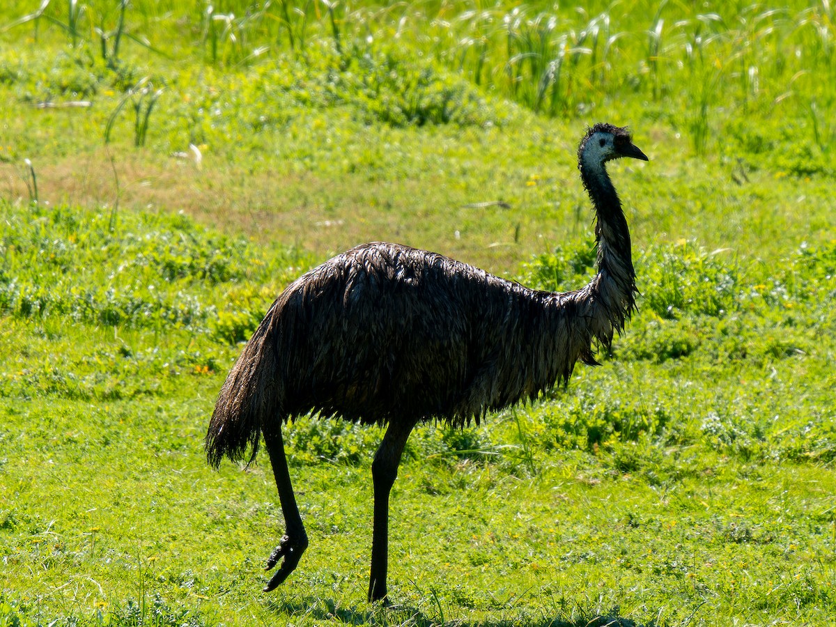 emu hnědý - ML607066061