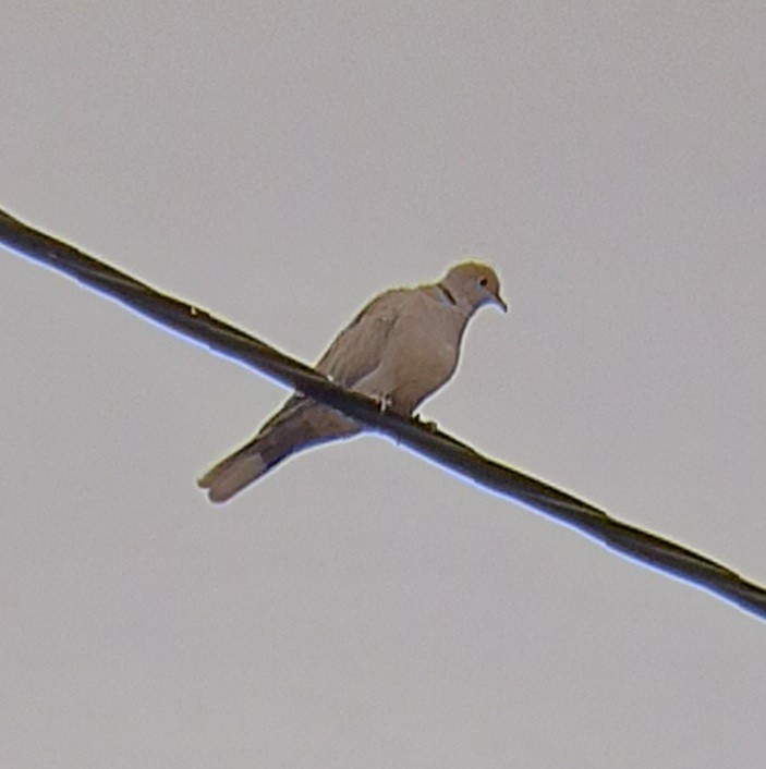 Eurasian Collared-Dove - ML607069051