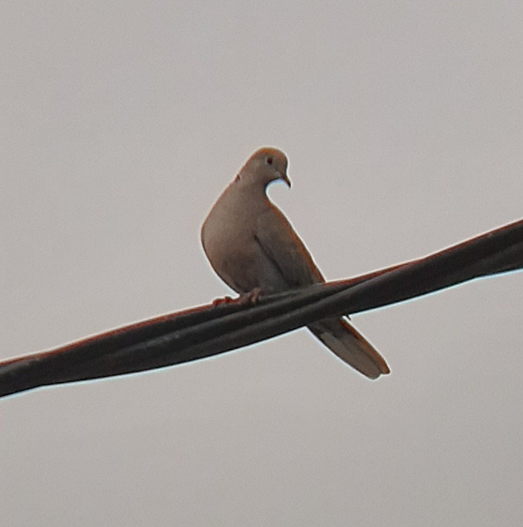 Eurasian Collared-Dove - ML607069061
