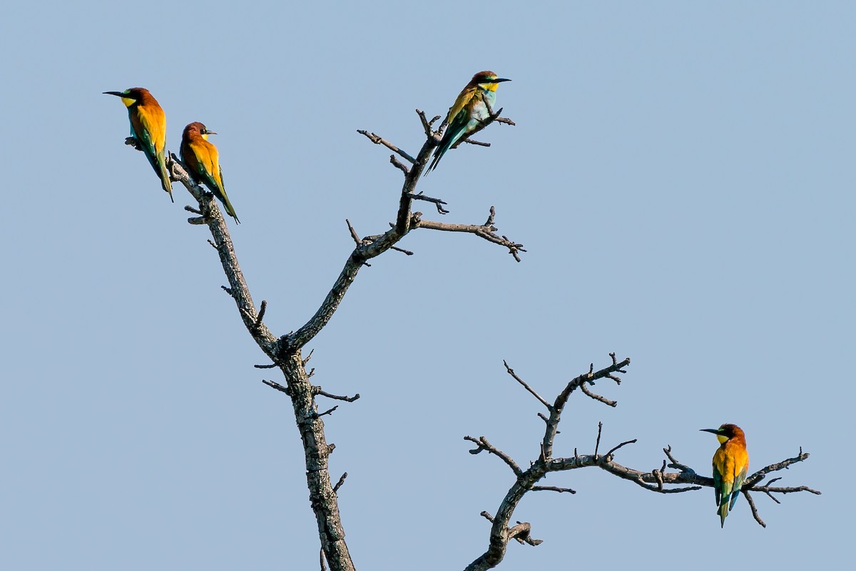 European Bee-eater - ML607070681