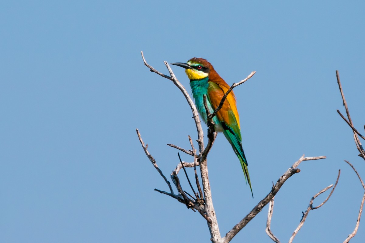 European Bee-eater - ML607070691