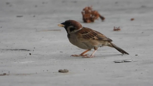 Eurasian Tree Sparrow - ML607070921