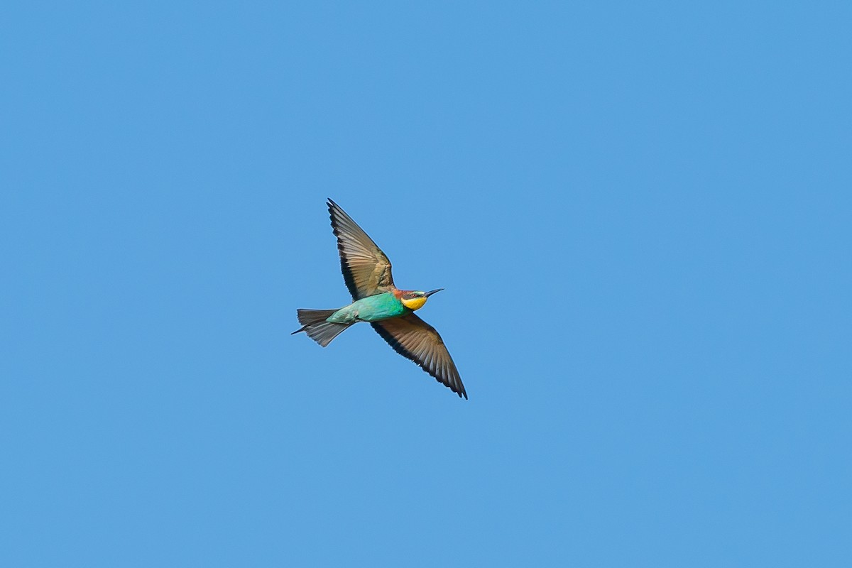 European Bee-eater - ML607071161