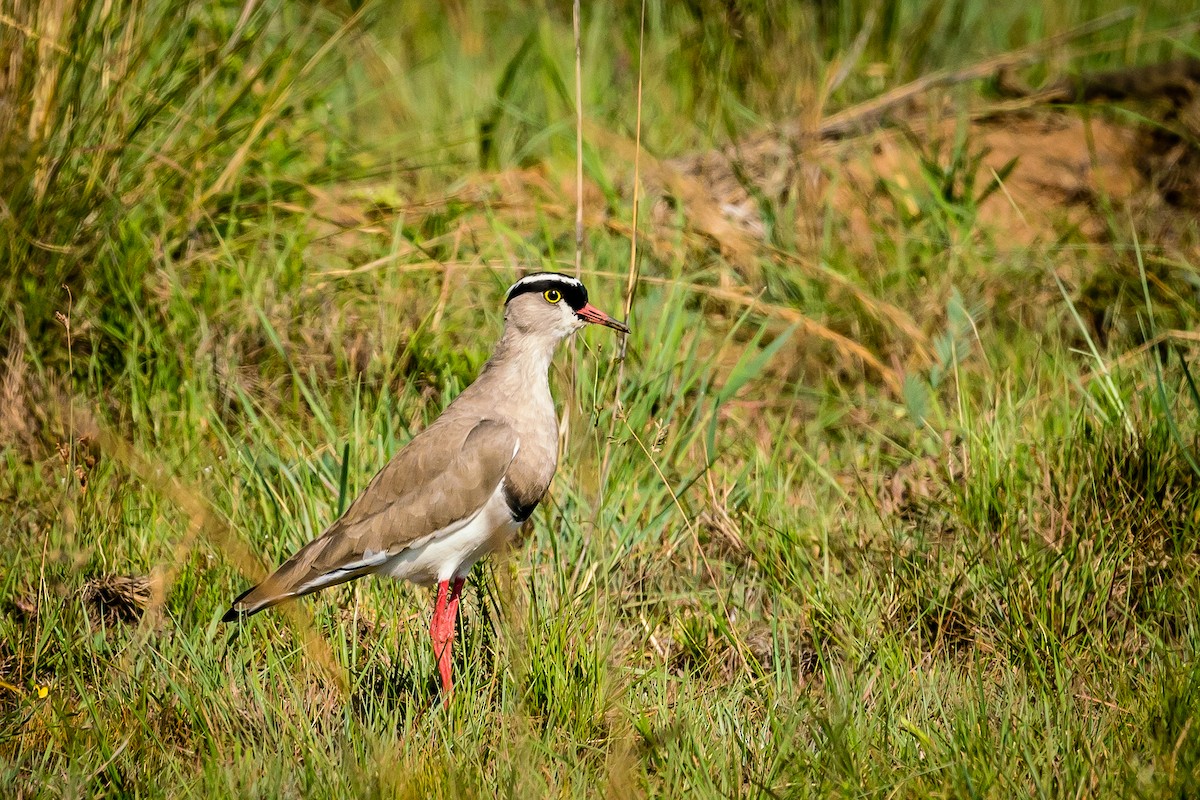 Crowned Lapwing - ML607073751