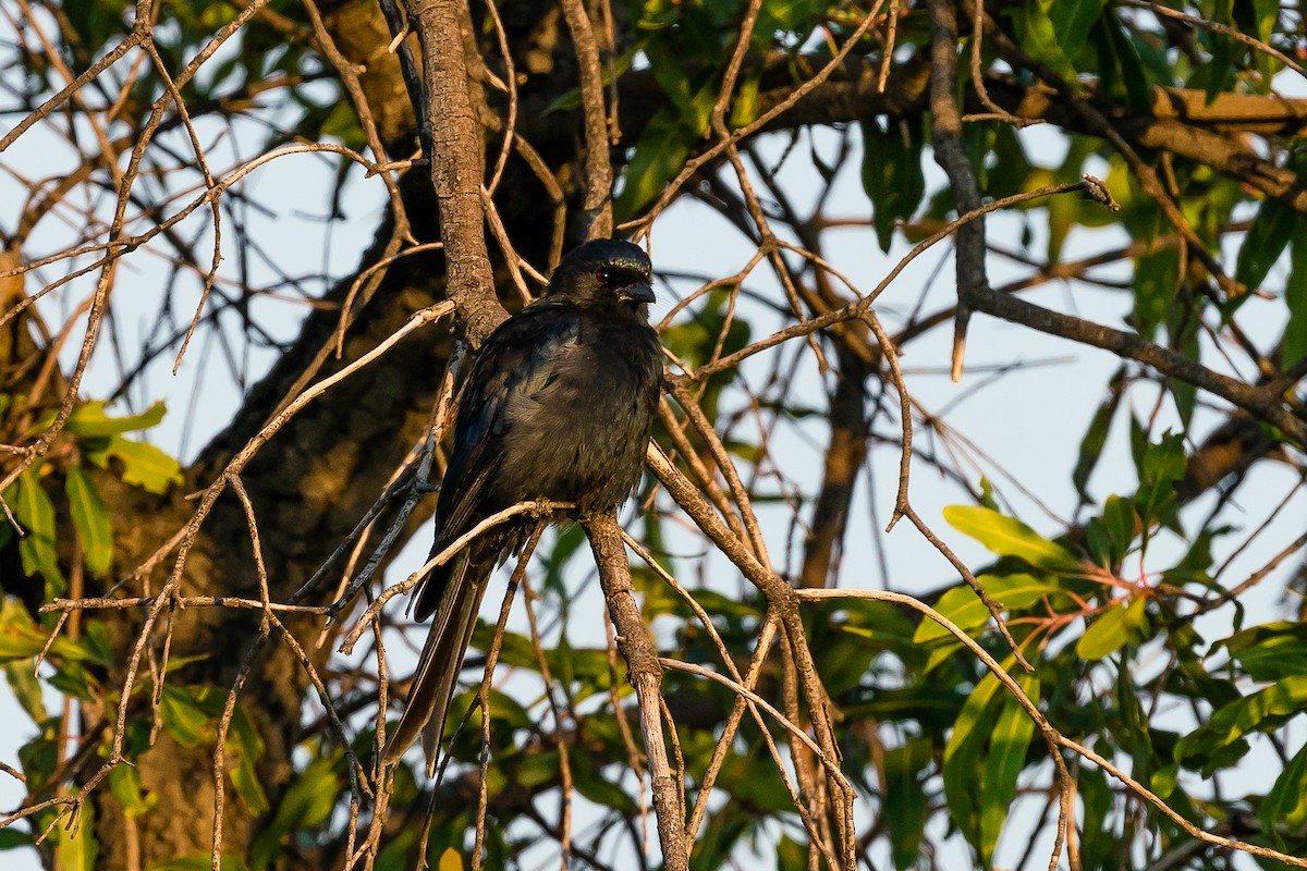 Fork-tailed Drongo - ML607073871
