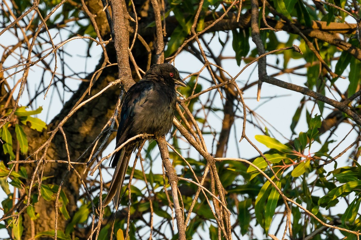 Fork-tailed Drongo - ML607073881