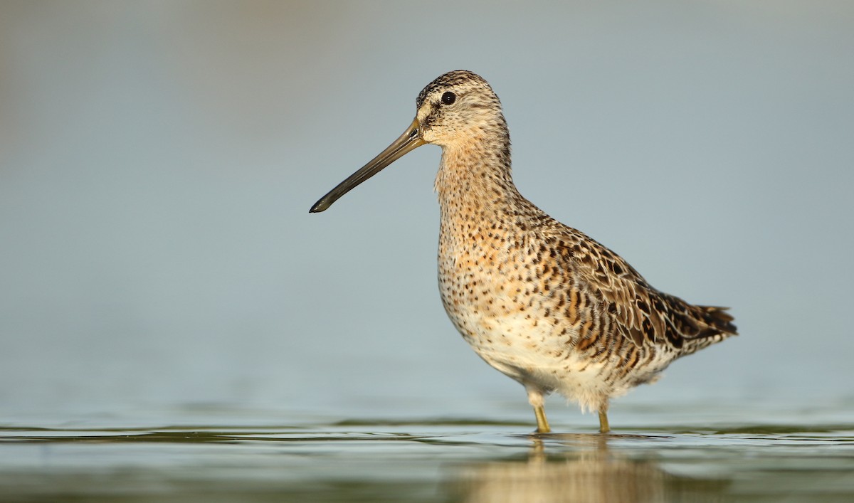 アメリカオオハシシギ（griseus） eBird