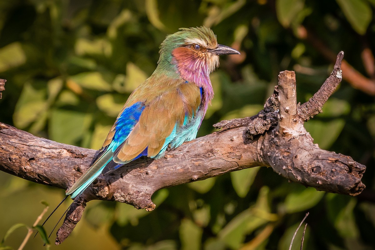 Lilac-breasted Roller - ML607076991