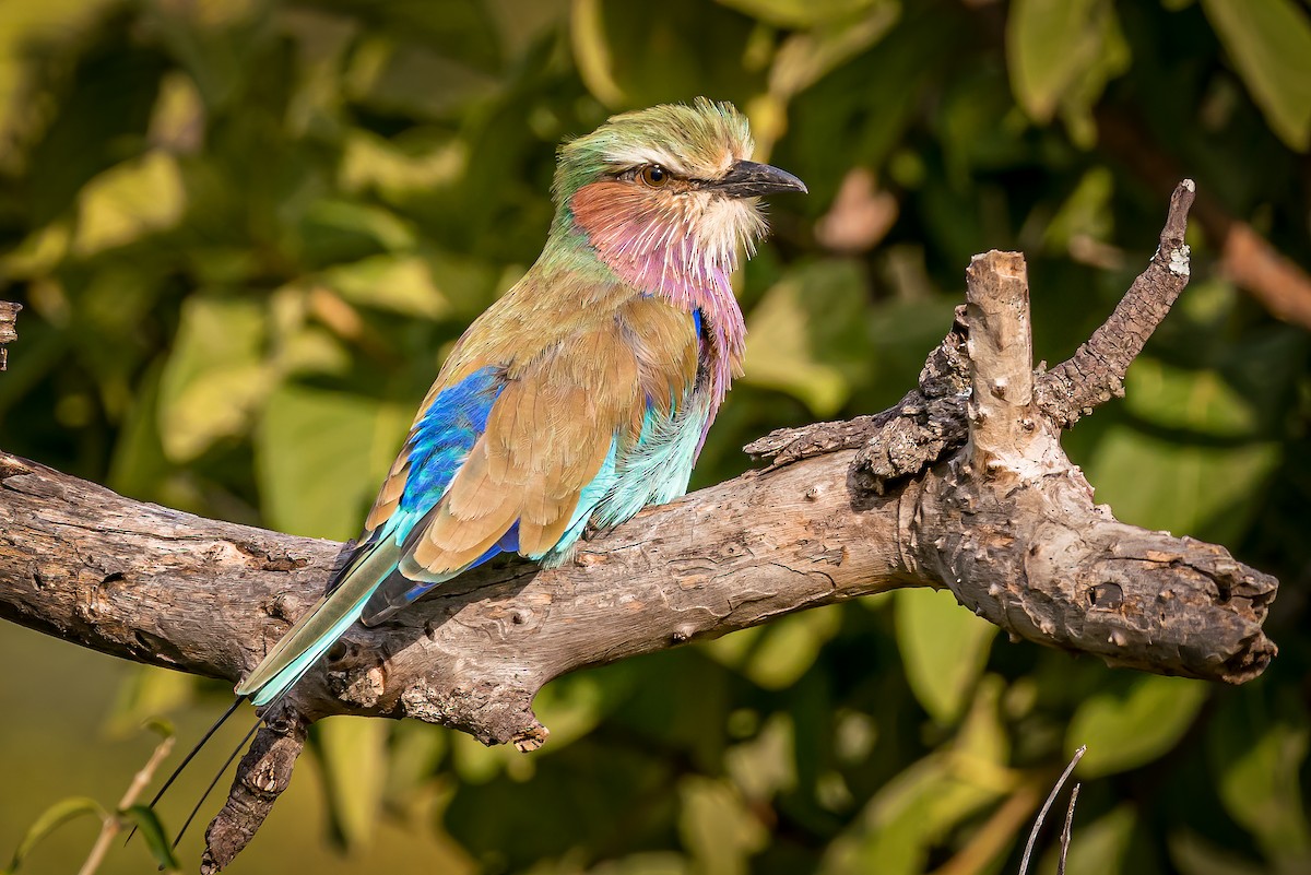 Lilac-breasted Roller - ML607077001