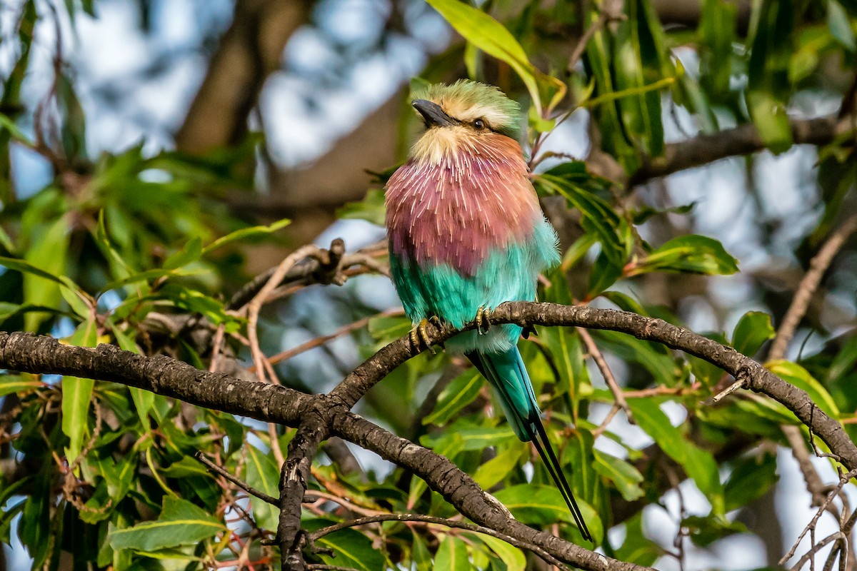Lilac-breasted Roller - ML607077011