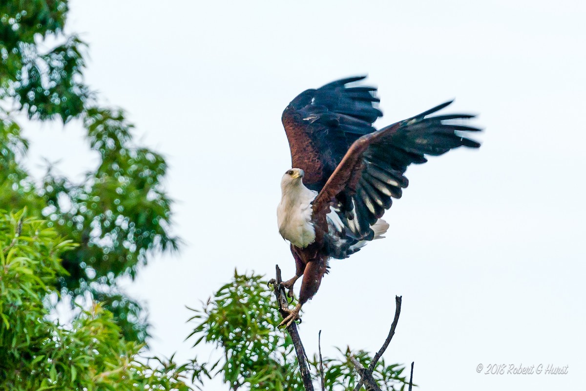 African Fish-Eagle - ML607078911