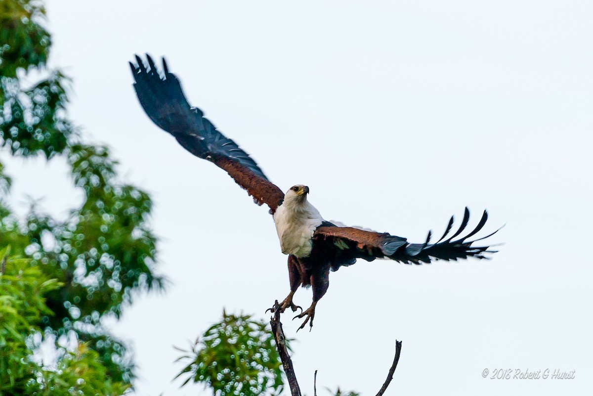 African Fish-Eagle - ML607078921