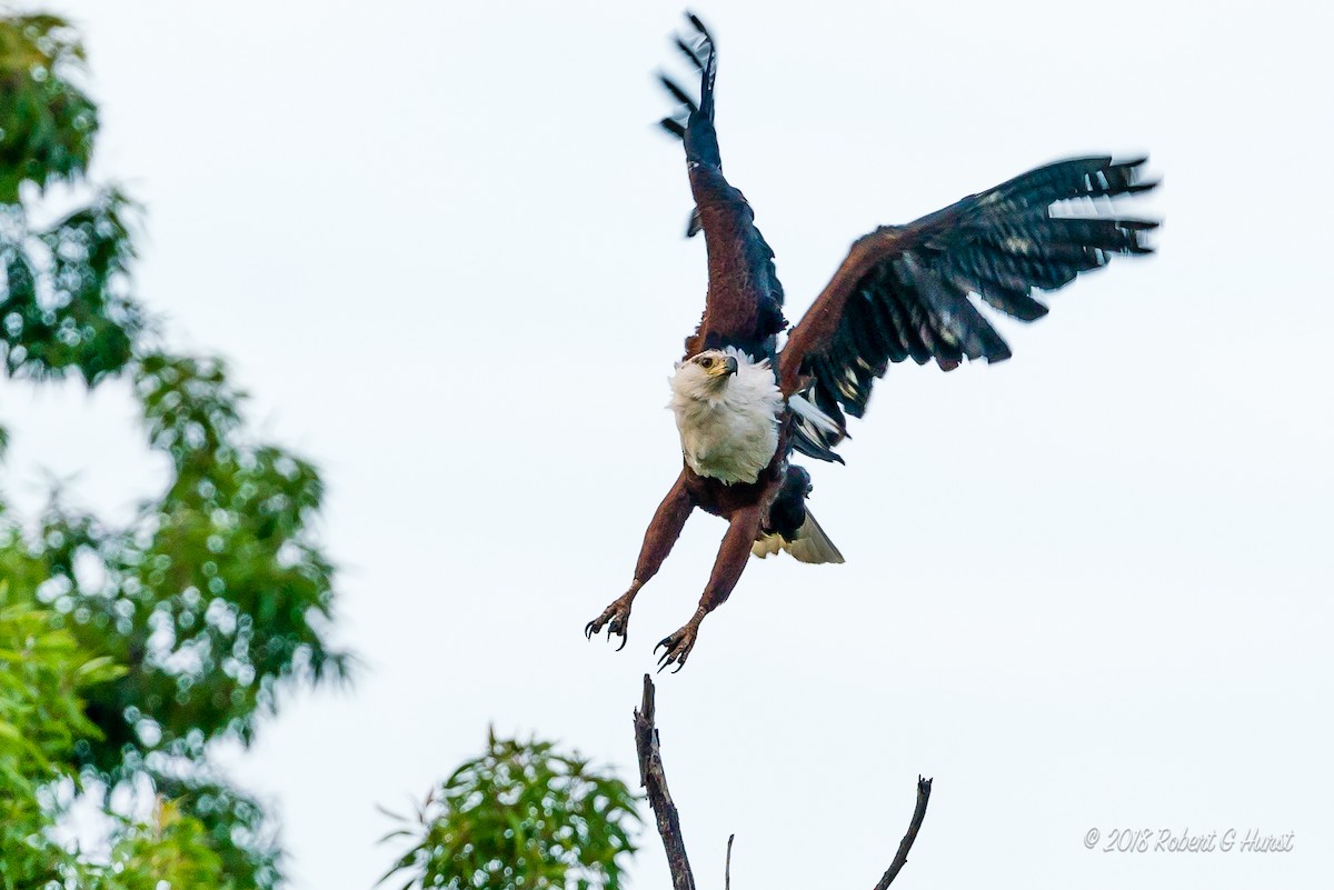 African Fish-Eagle - ML607078941