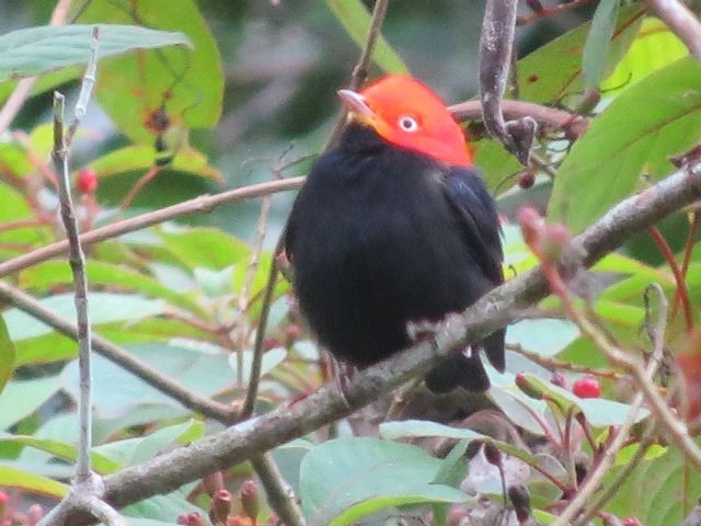 Red-capped Manakin - Ronald Auler