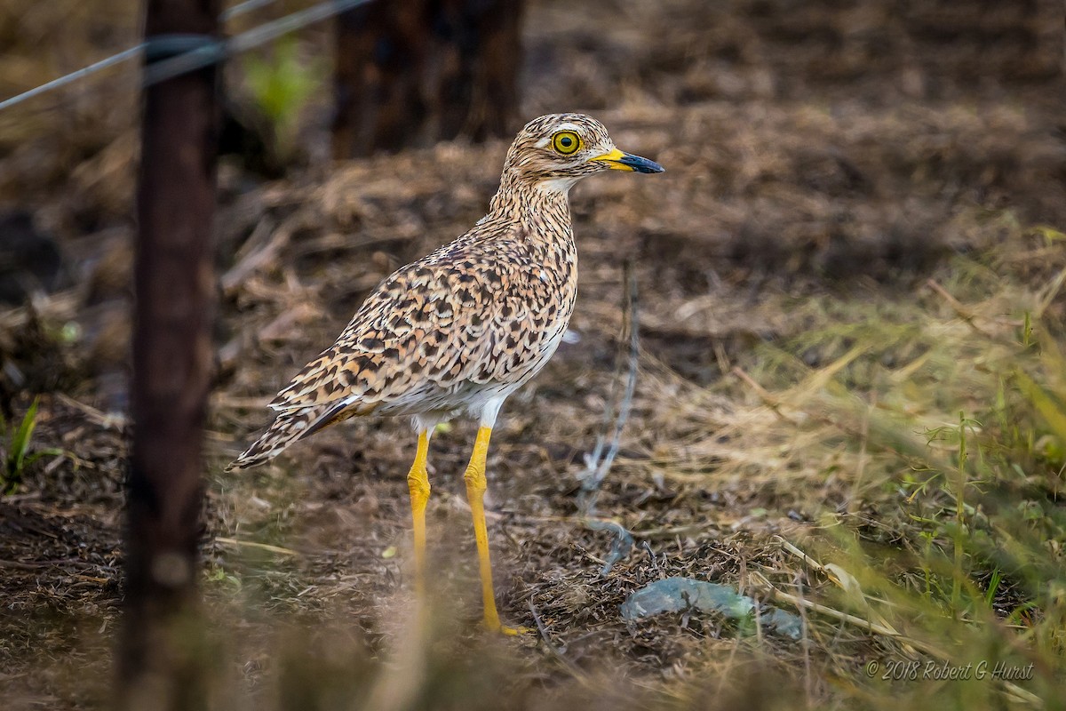 Spotted Thick-knee - Bob Hurst