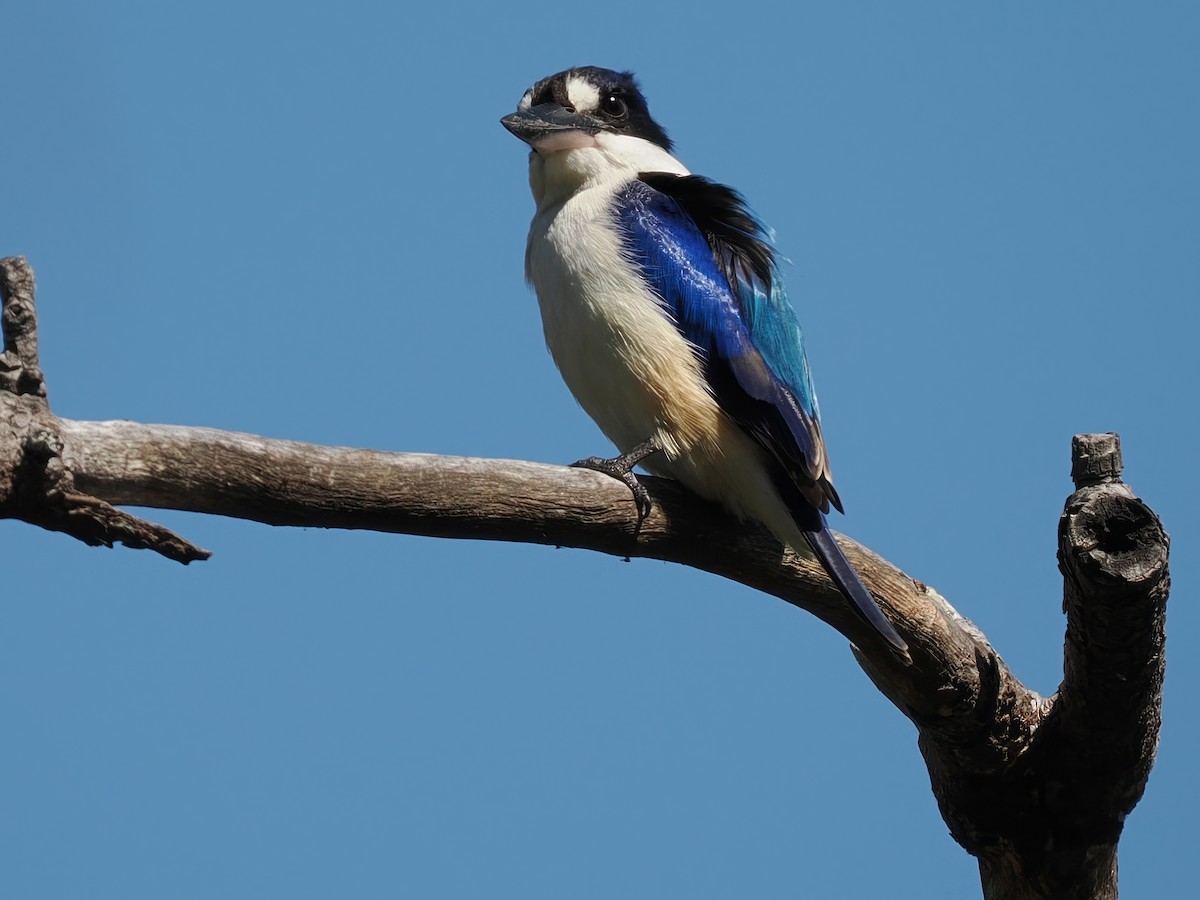 Forest Kingfisher - ML607083961