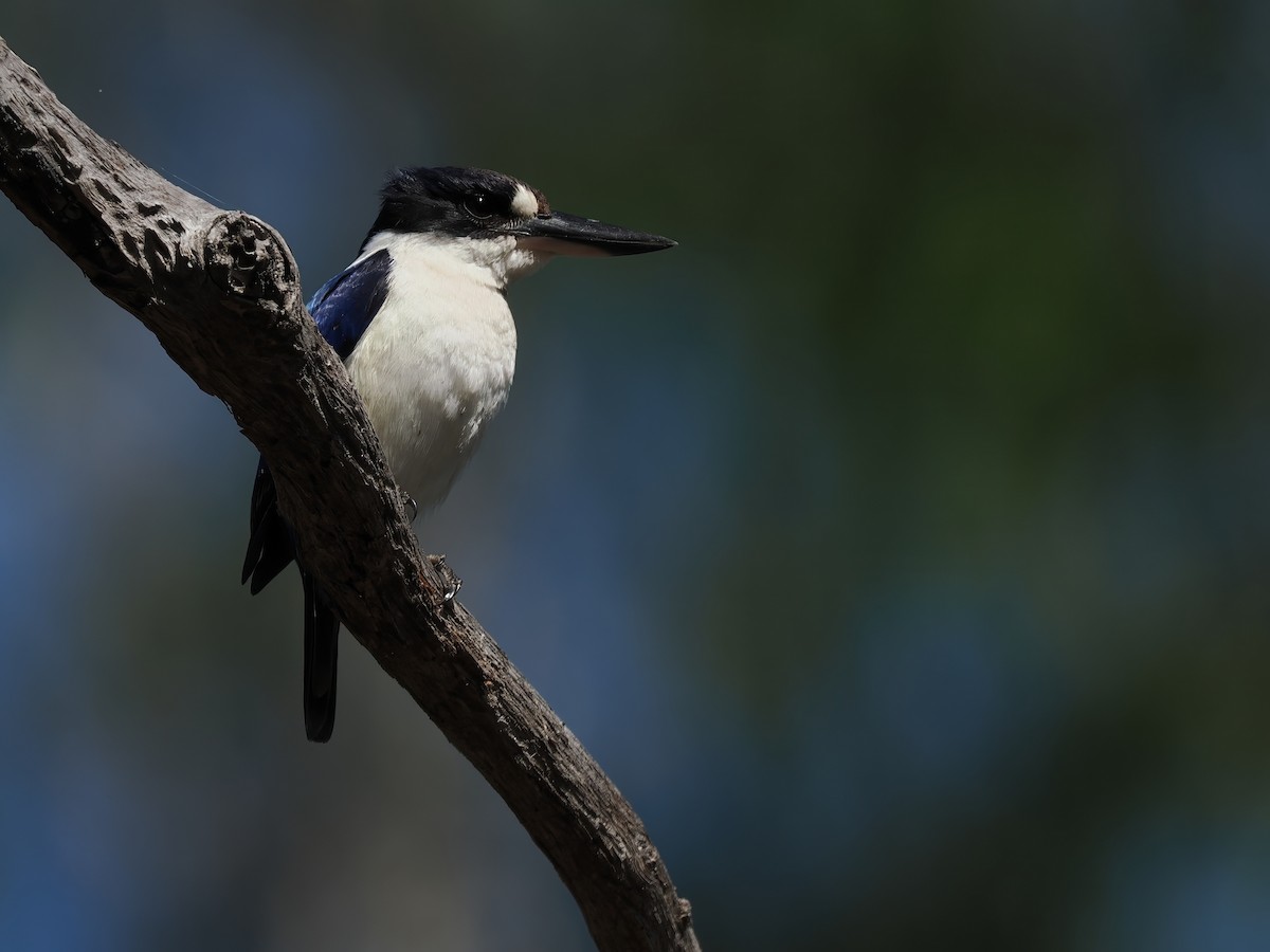 Forest Kingfisher - ML607084041