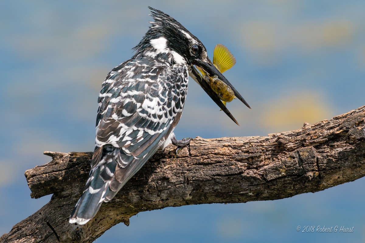 Pied Kingfisher - Bob Hurst