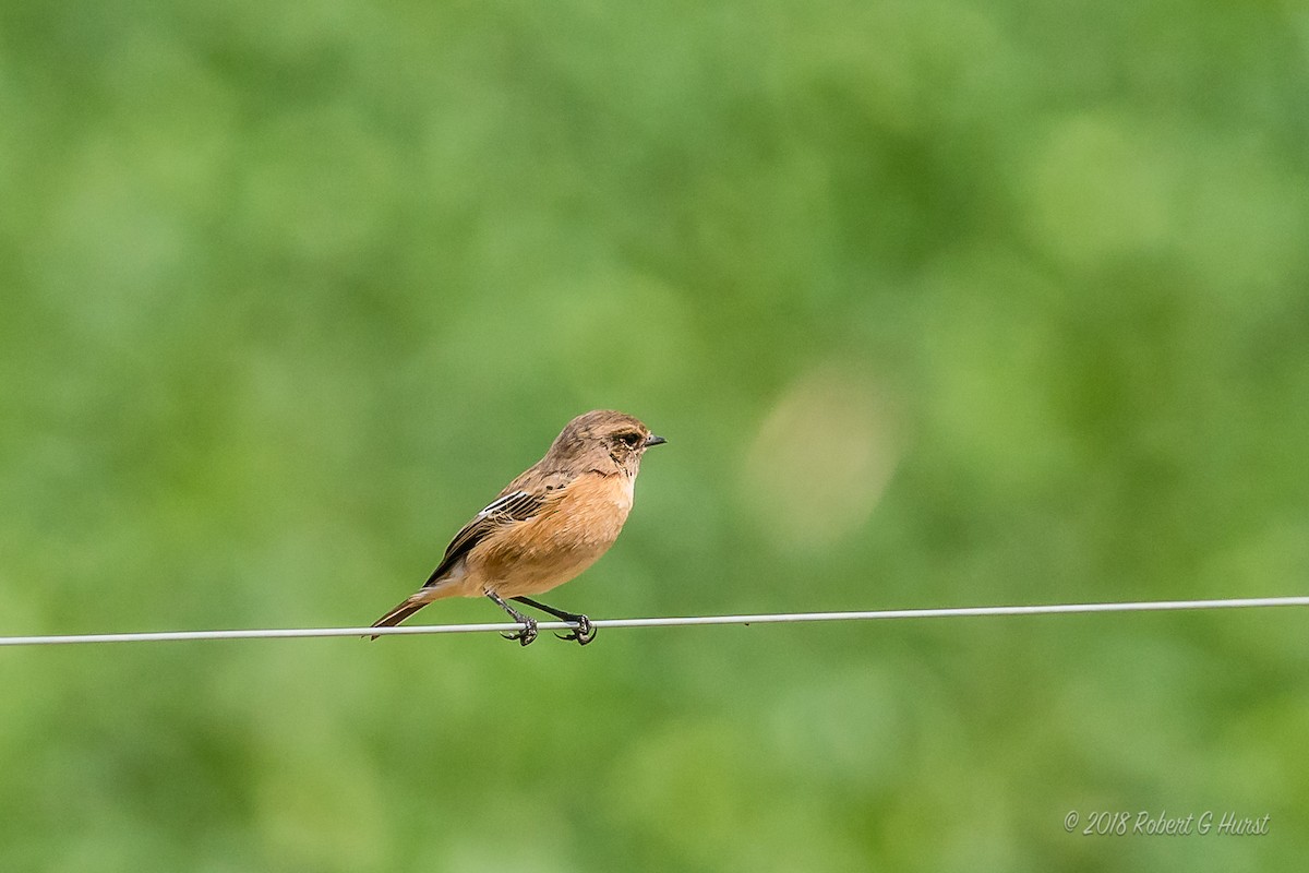 African Stonechat - ML607084761