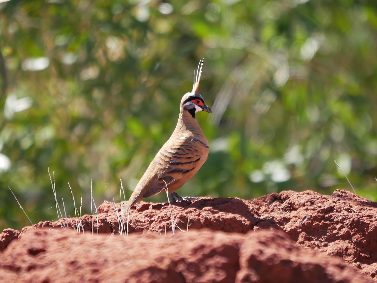 Spinifex Pigeon - ML607089251