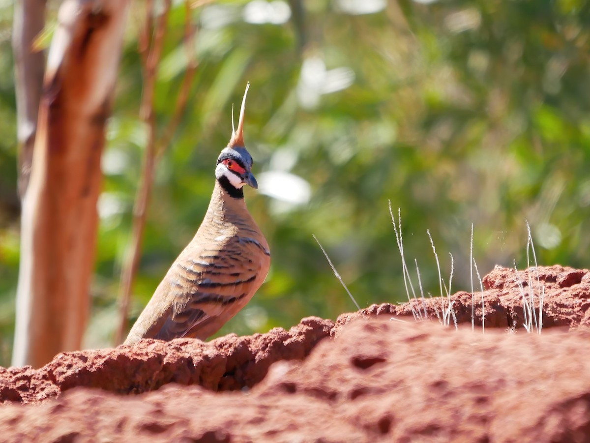 Spinifex Pigeon - ML607089621
