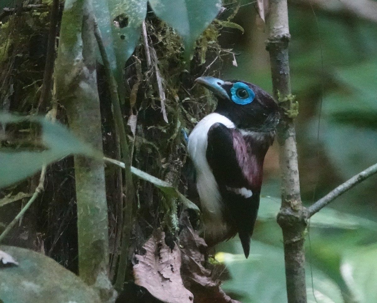 Visayan Broadbill - Jaap Plugge