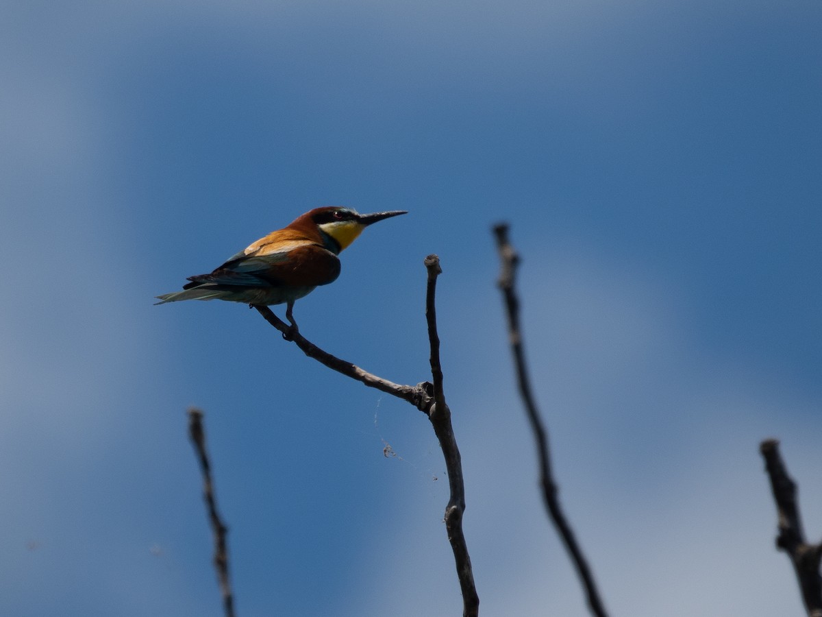 European Bee-eater - ML607095691
