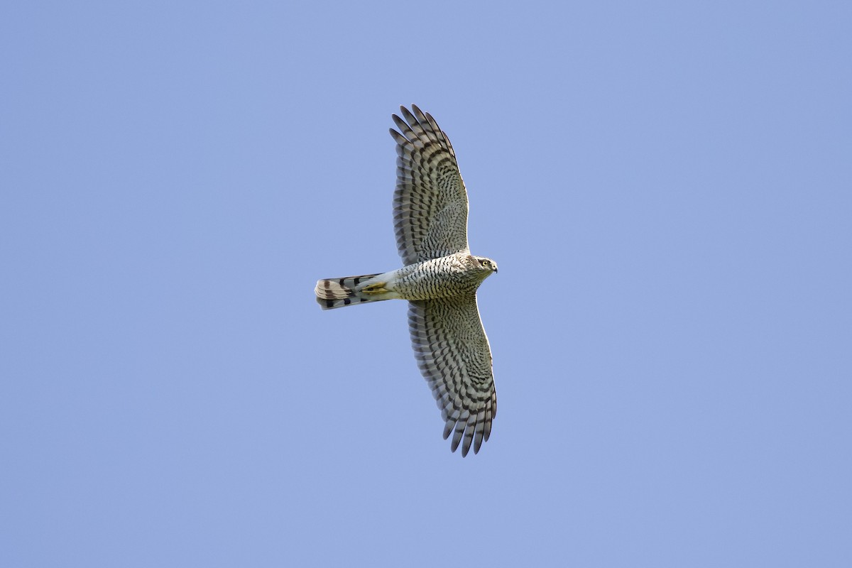 Eurasian Sparrowhawk - ML607101591