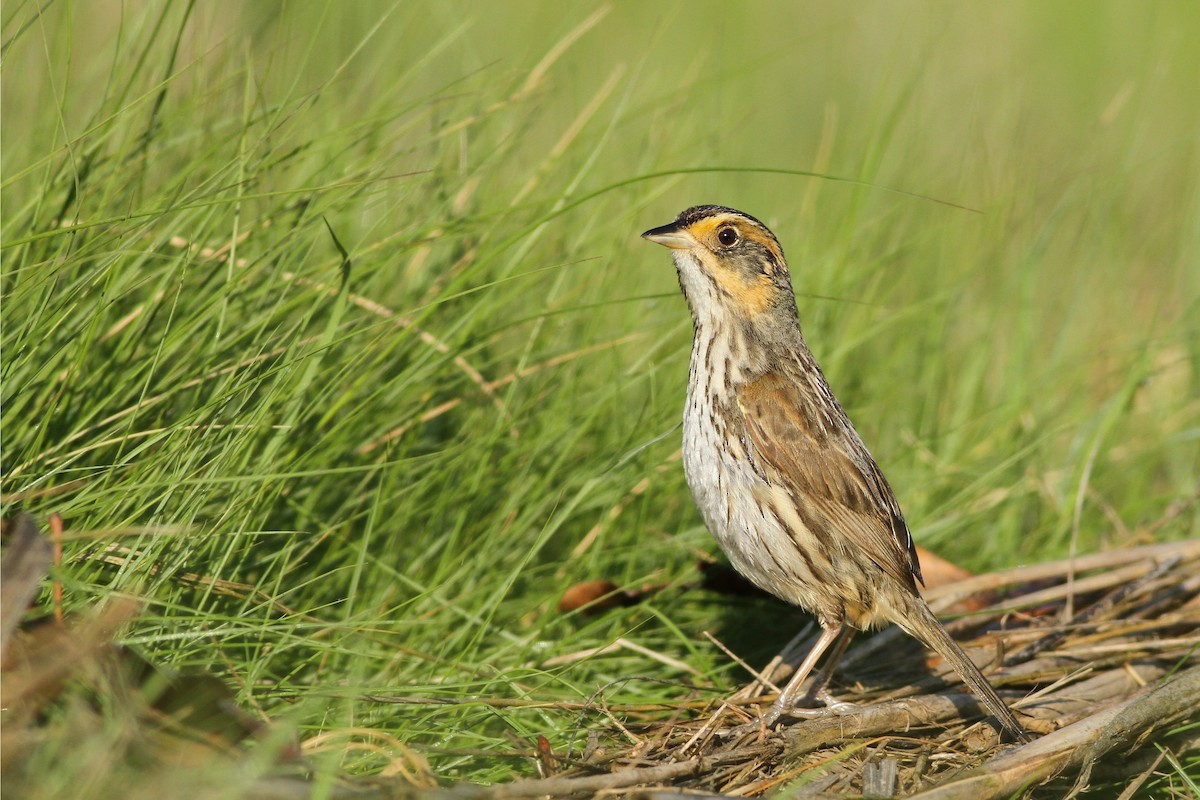 Saltmarsh Sparrow - Evan Lipton