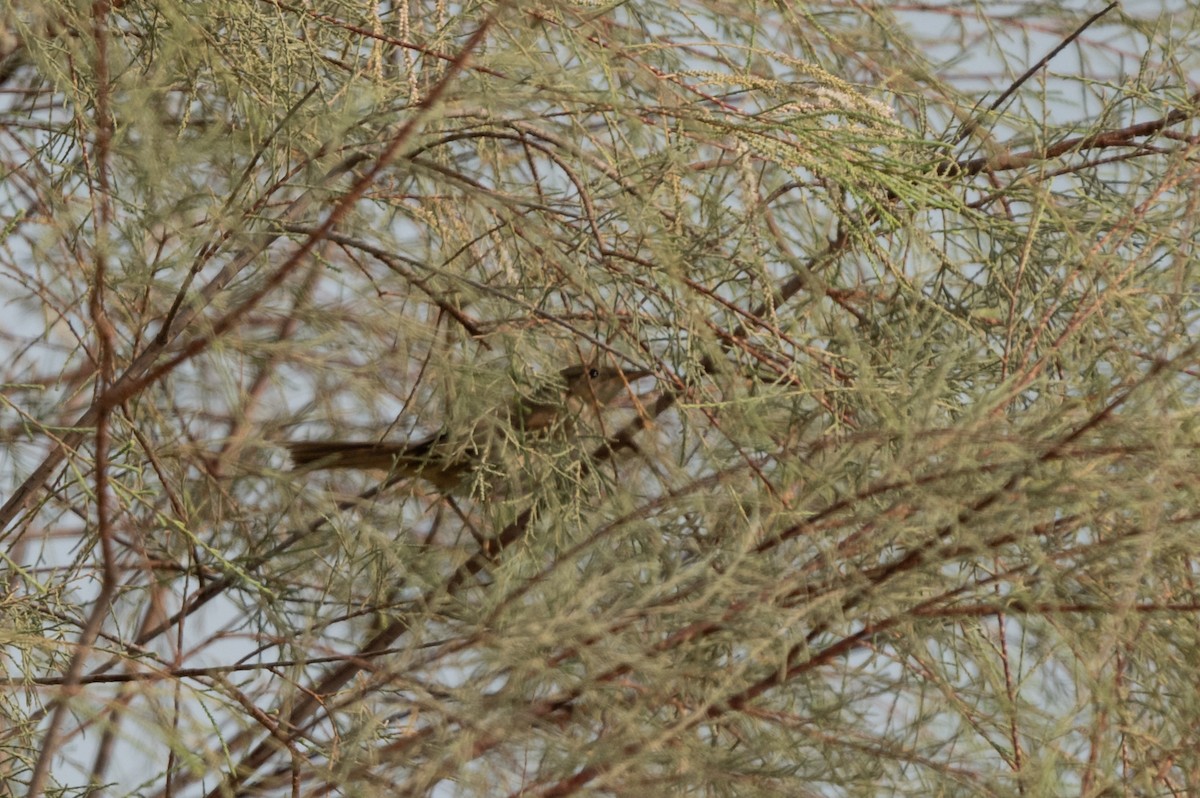 Common Reed Warbler (Caspian) - ML607102361