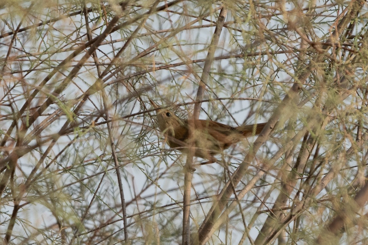 Common Reed Warbler (Caspian) - ML607102371