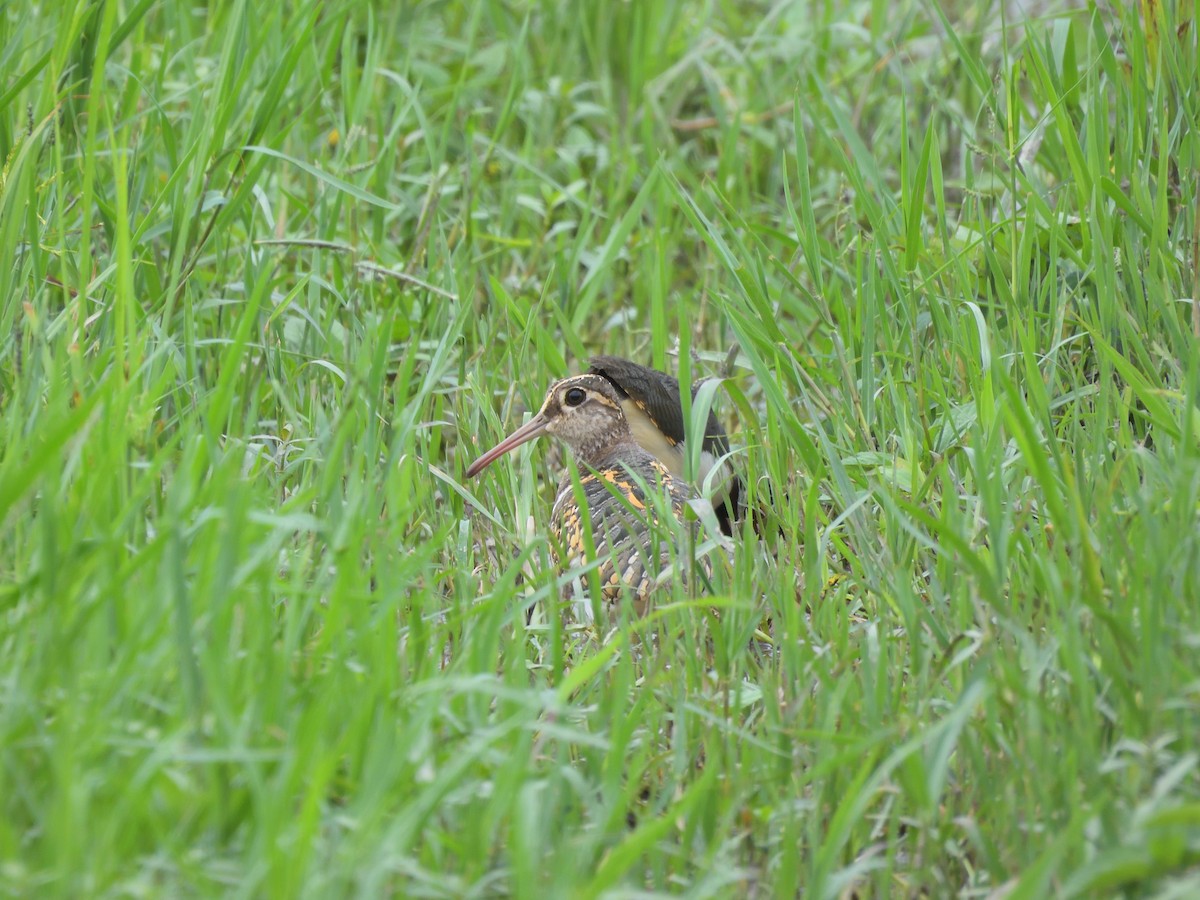 Greater Painted-Snipe - ML607107721