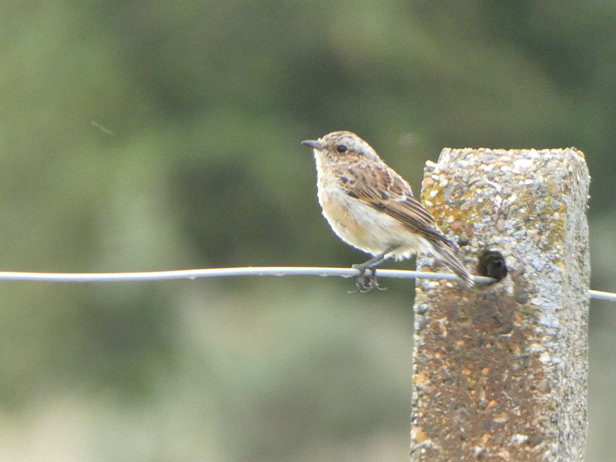Whinchat - ML607108181