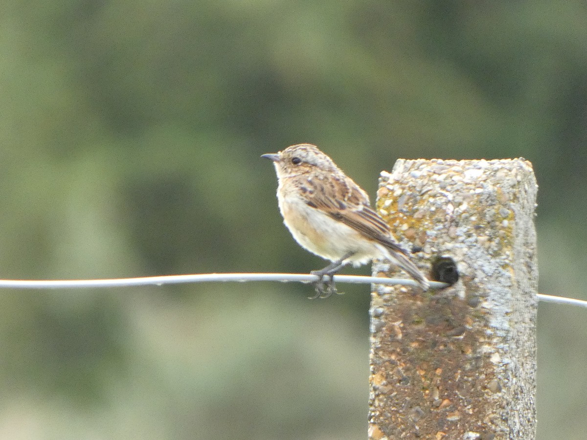 Whinchat - ML607108191