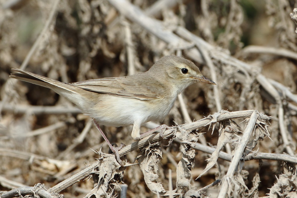 Booted Warbler - ML607110401