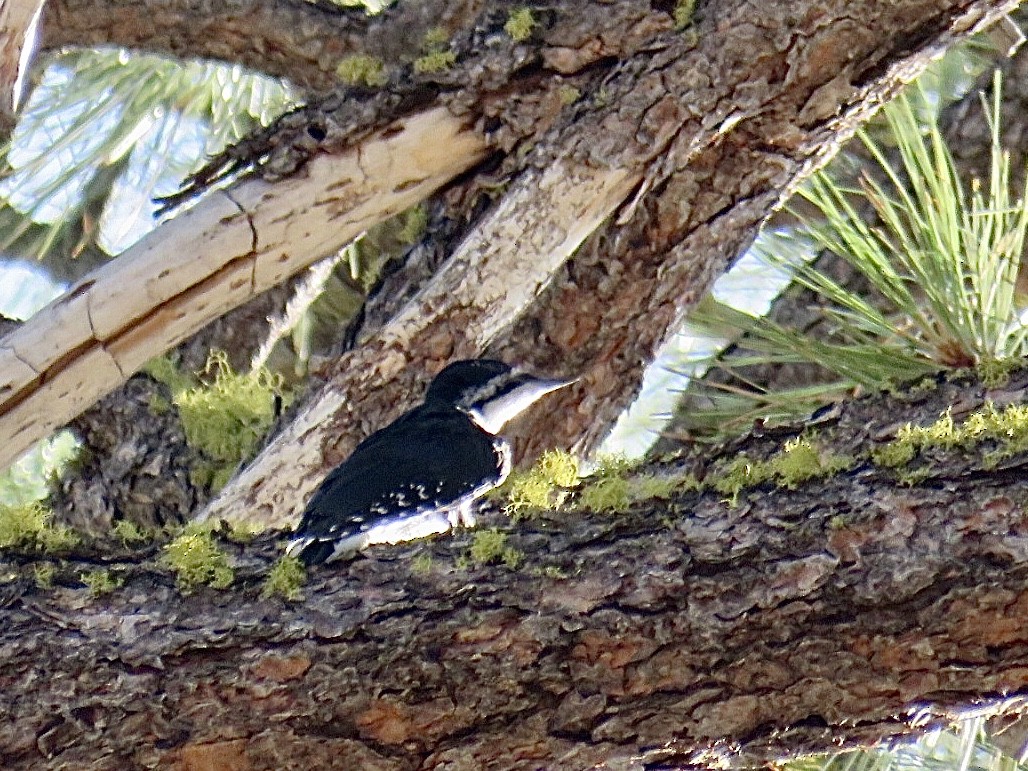 Black-backed Woodpecker - Breyden Beeke