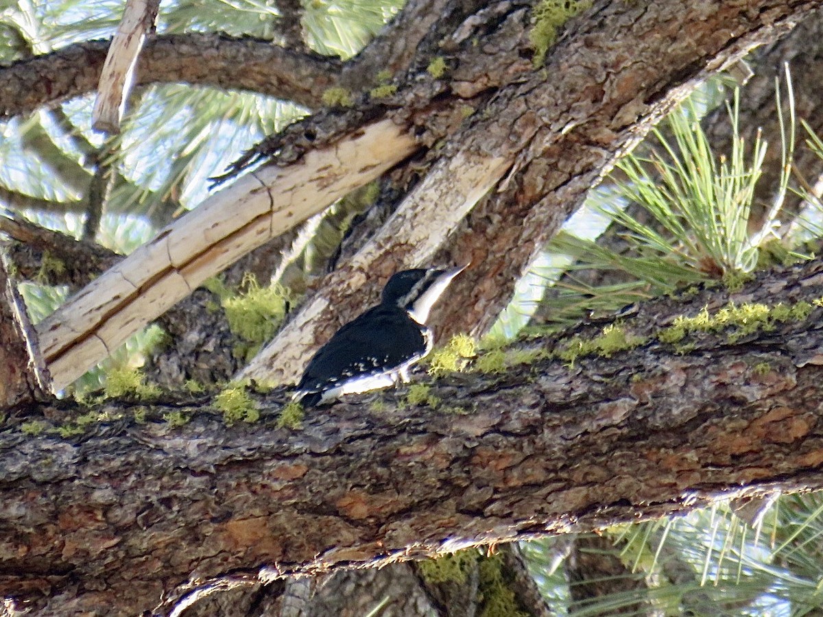Black-backed Woodpecker - ML607111721