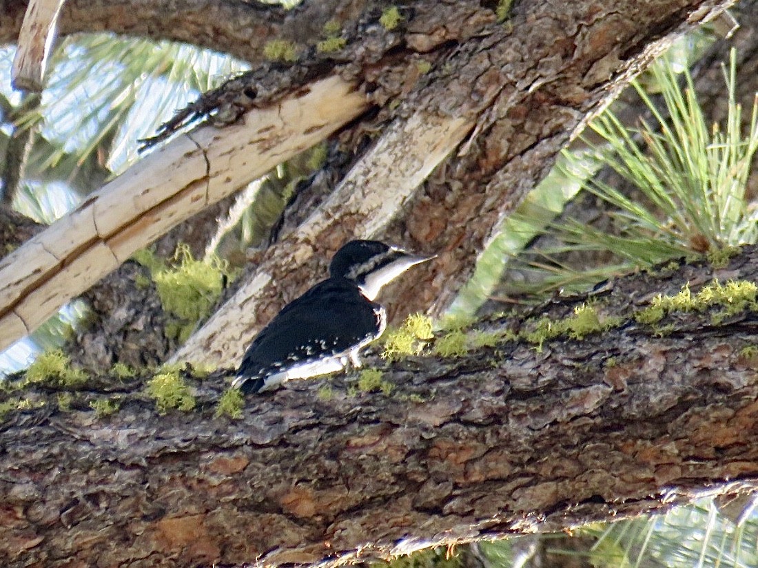Black-backed Woodpecker - ML607111731