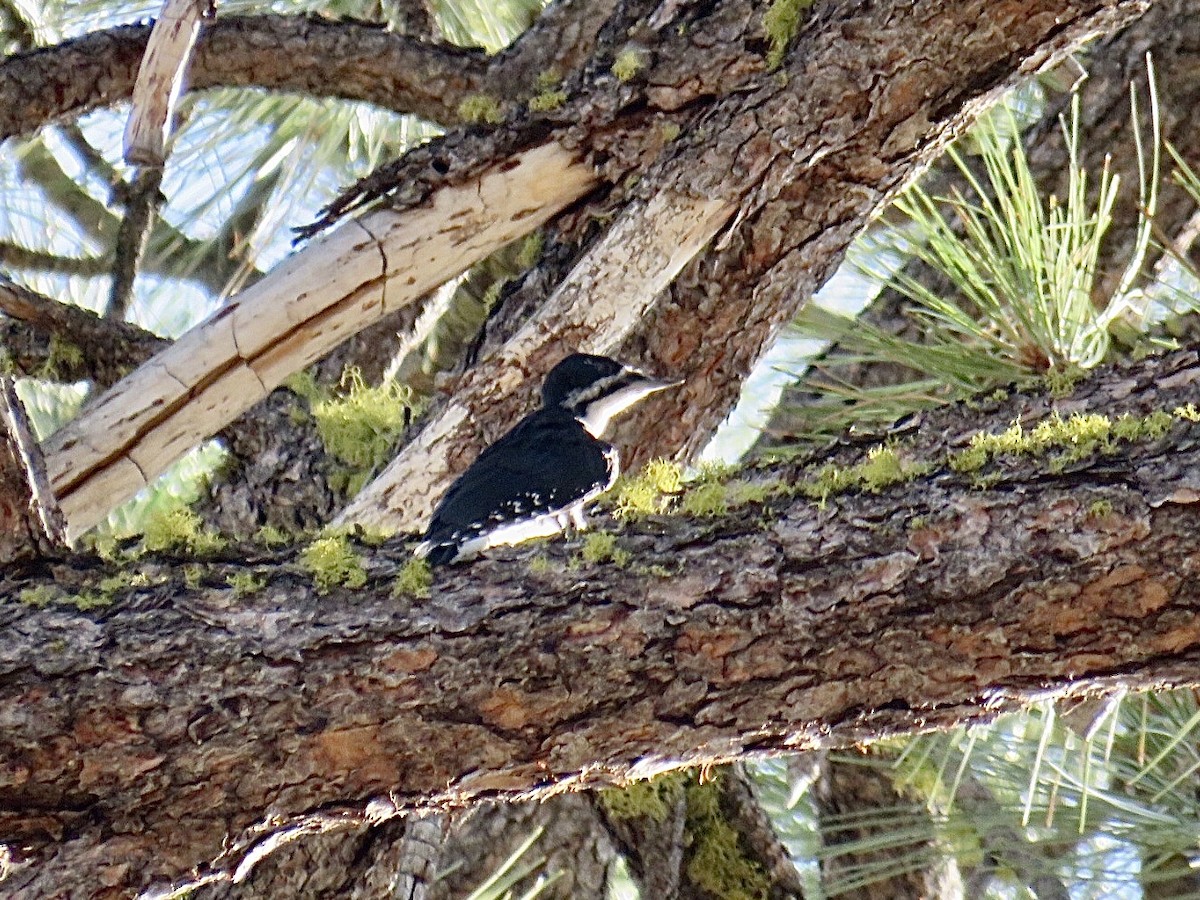 Black-backed Woodpecker - ML607111741